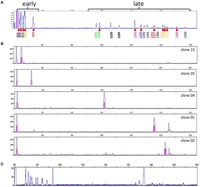 Bi-Functional Chicken Immunoglobulin-Like Receptors With a Single Extracellular Domain (ChIR-AB1): Potential Framework Genes Among a Relatively Stable Number of Genes Per Haplotype